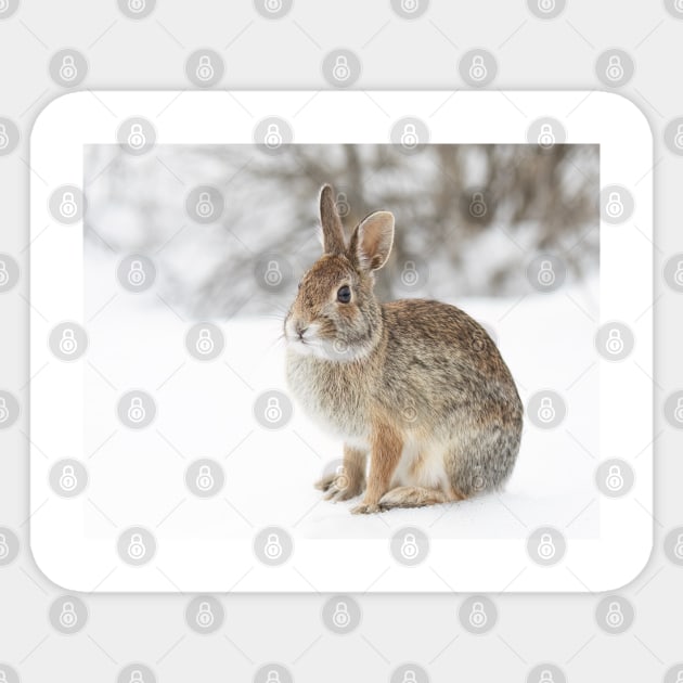 Eastern Cottontail bunny Sticker by Jim Cumming